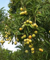 Pranay’s Mango Tree