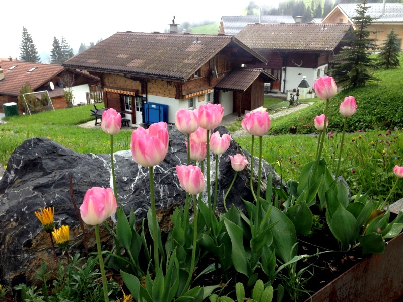Europe Diaries: The Tulips Of Axalp