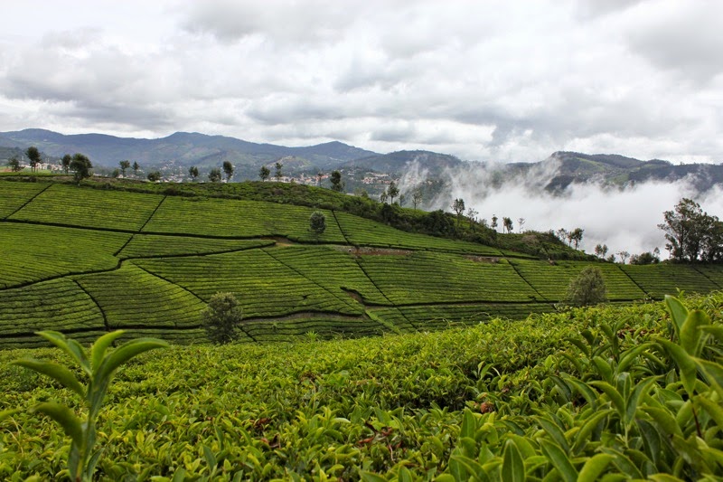 Coonoor Unlimited