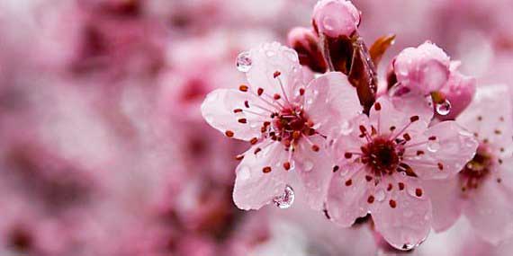 Cherry Blossoms…..