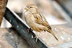 sparrow