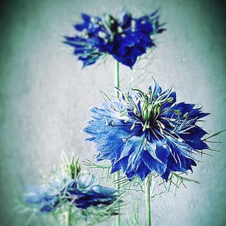 Blue…