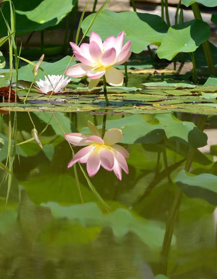 lotus-reflection