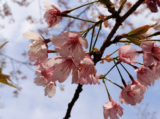 Sakura Viewing In Japan