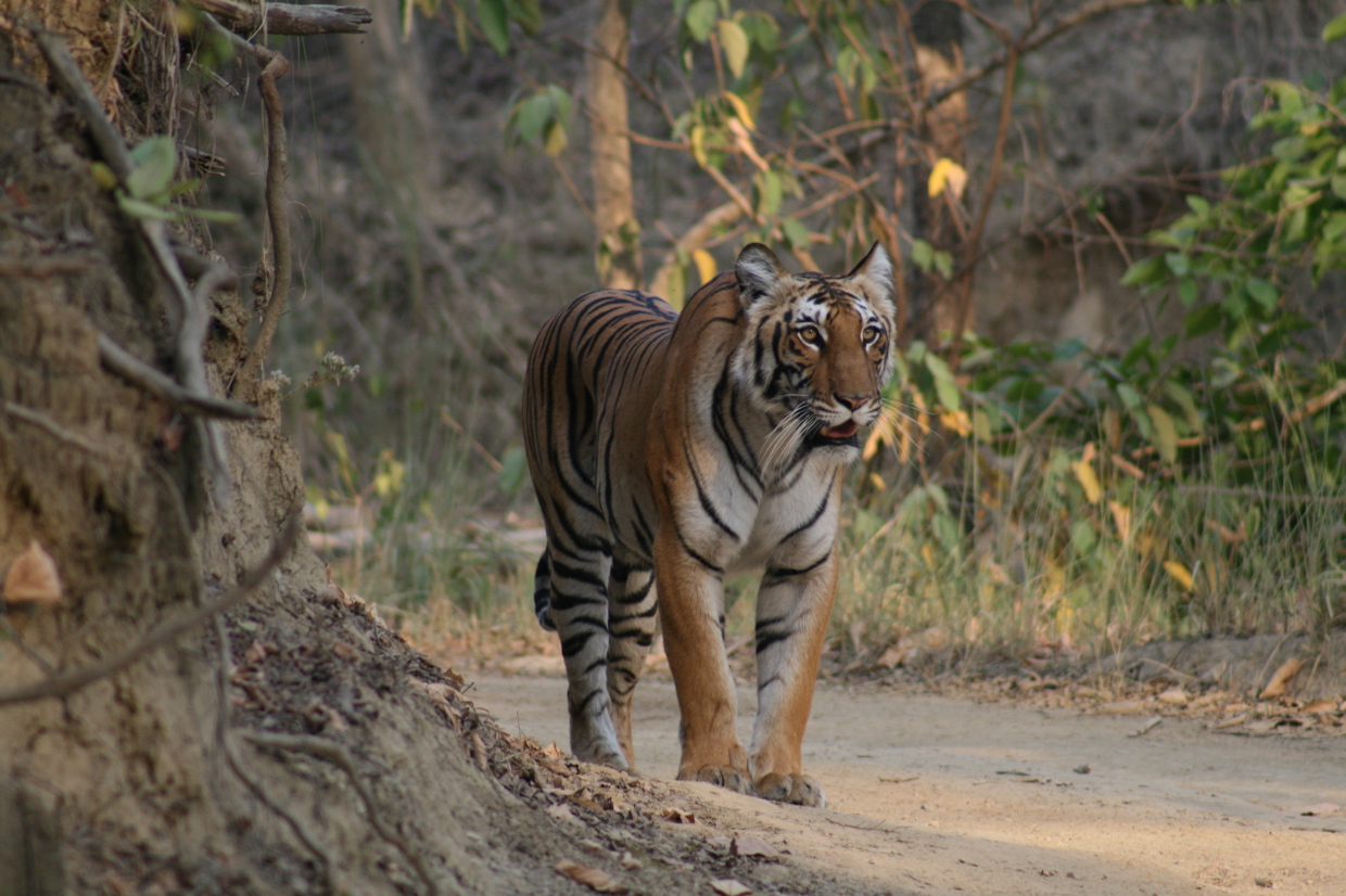 Saffari Tiger