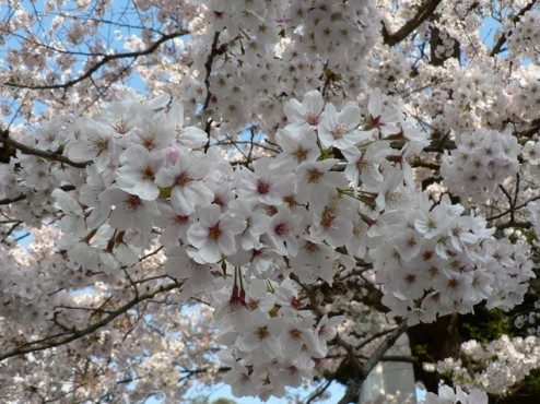 Japan In Spring – Unboxed Writers